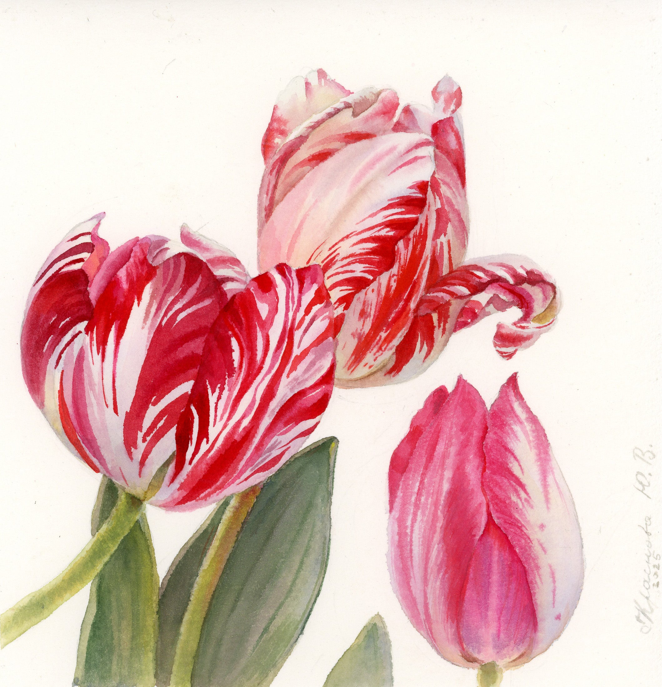 "Variegated Tulips"