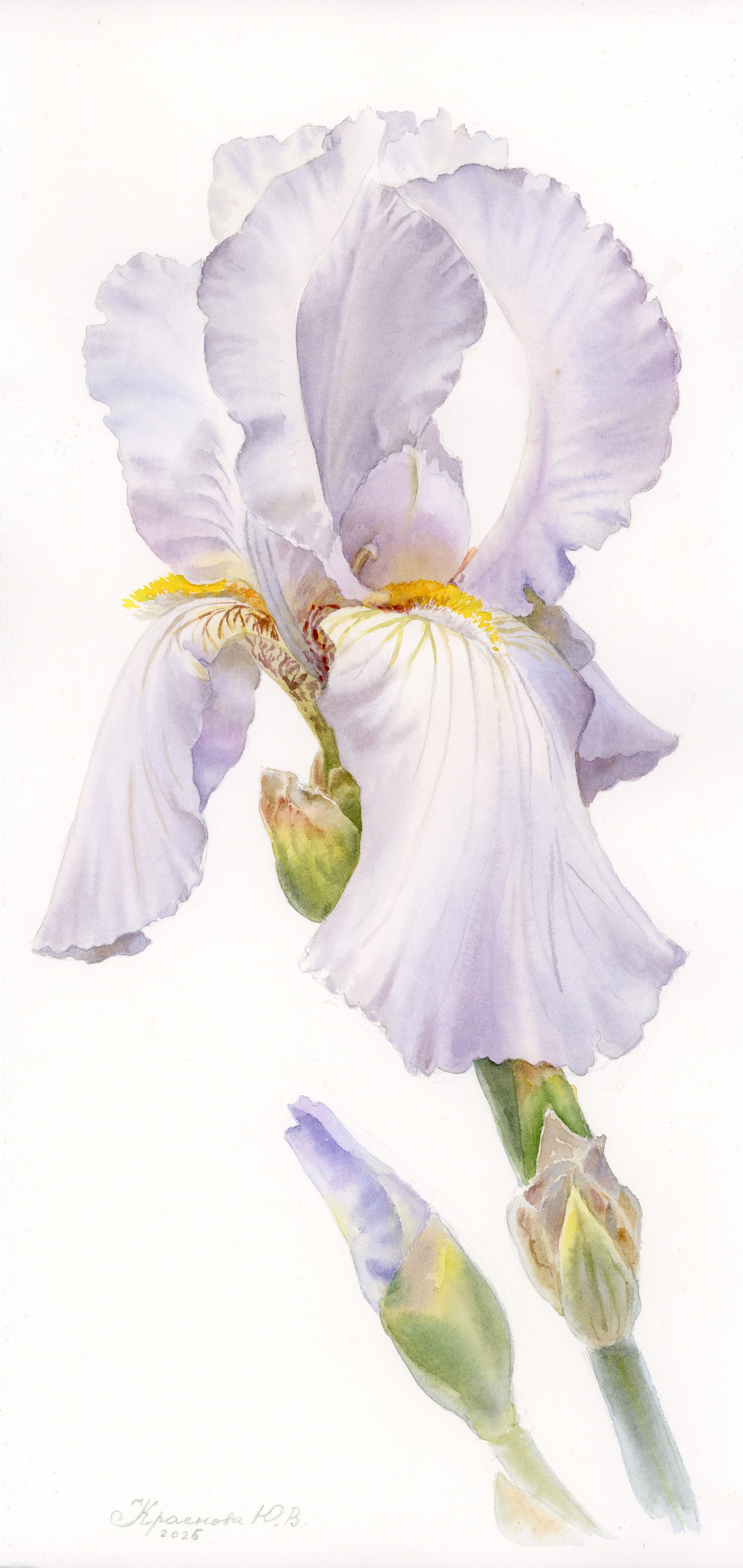 "Iris, Soft Lavender"